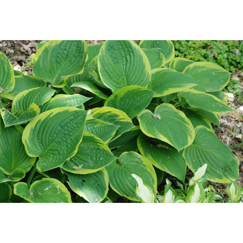 HOSTA fortunei 'Aureomarginata'