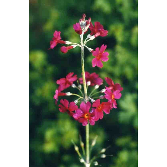 Primula japonica 'Miller's Crimson'