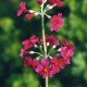 Primula japonica 'Miller's Crimson'