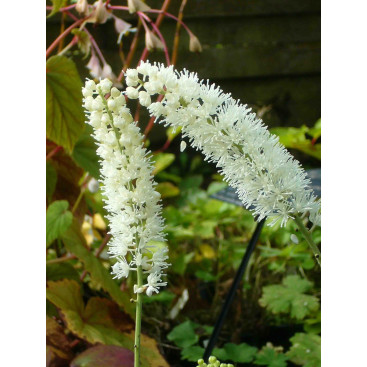 ACTAEA simplex \'White Pearl\'