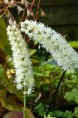 ACTAEA simplex 'White Pearl'