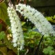 ACTAEA simplex 'White Pearl'