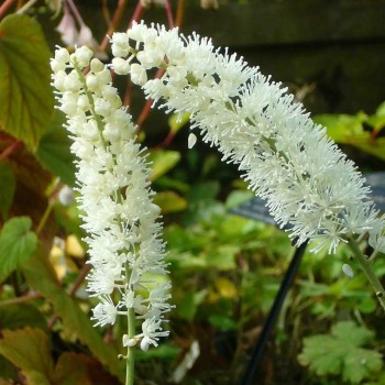 ACTAEA simplex &#039;White Pearl&#039;