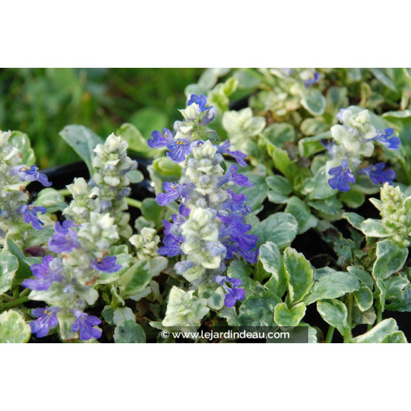 AJUGA reptans 'Arctic Fox'