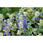 AJUGA reptans 'Arctic Fox'