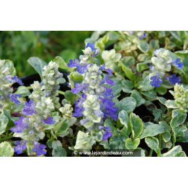 AJUGA reptans \'Arctic Fox\'