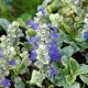 AJUGA reptans 'Arctic Fox'