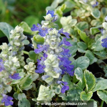 AJUGA reptans &#039;Arctic Fox&#039;