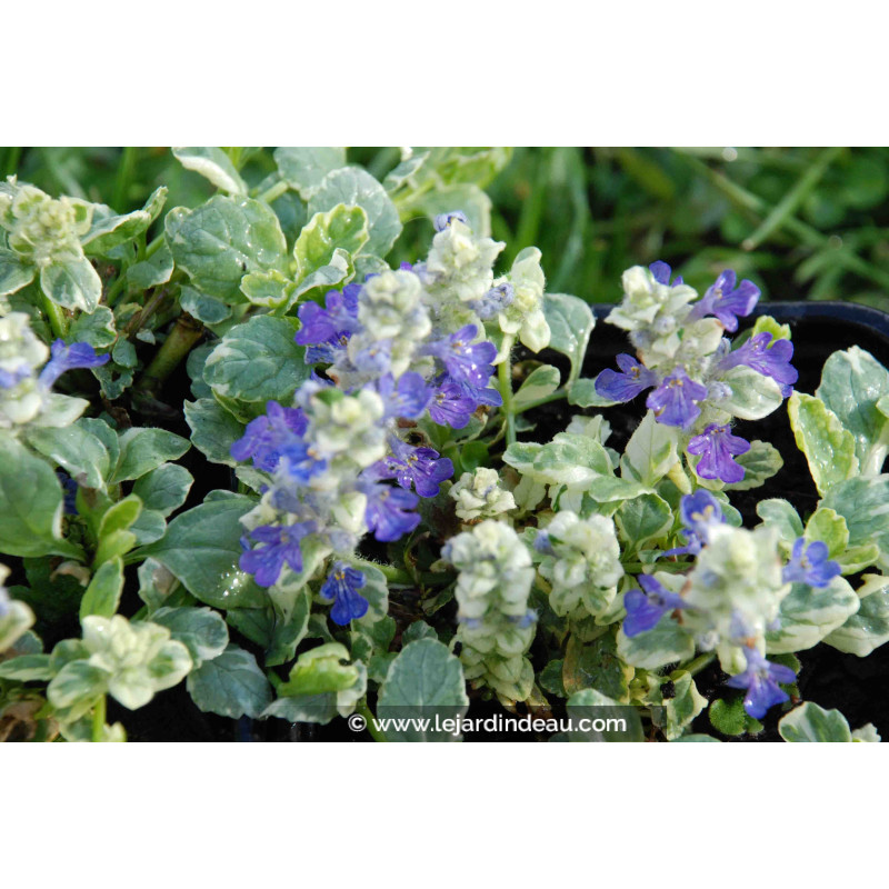 AJUGA reptans 'Arctic Fox'