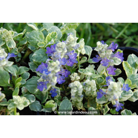AJUGA reptans 'Arctic Fox'