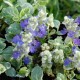 AJUGA reptans 'Arctic Fox'