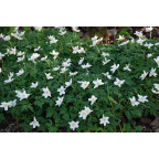 ANEMONE nemorosa
