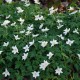 ANEMONE nemorosa