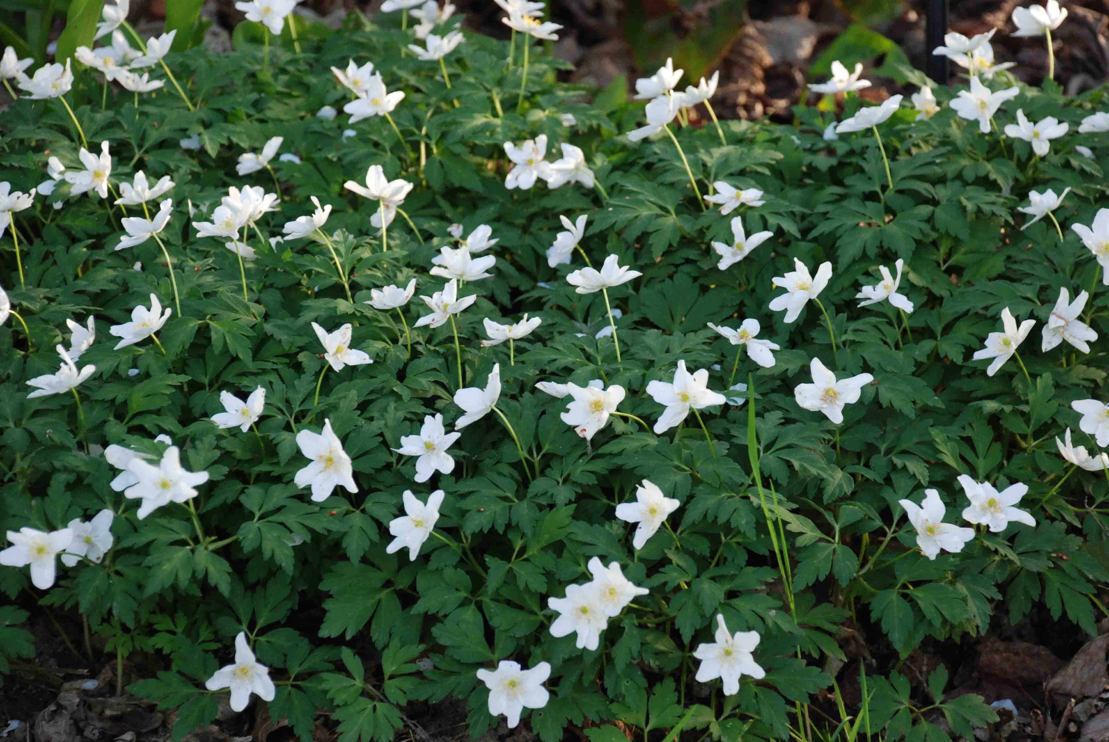 ANEMONE nemorosa, vivace de sous-bois, fleur blanche - Le Jardin d'eau