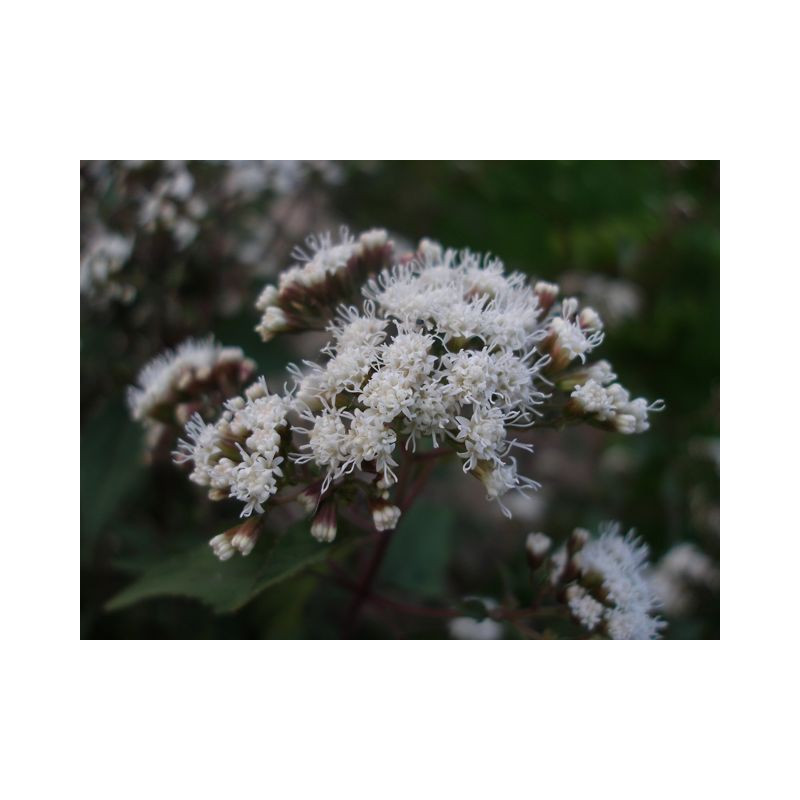 EUPATORIUM rugosum 'Chocolate'