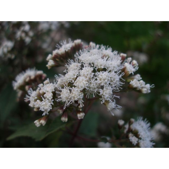 EUPATORIUM rugosum 'Chocolate'
