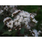 EUPATORIUM rugosum 'Chocolate'