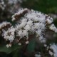 EUPATORIUM rugosum 'Chocolate'