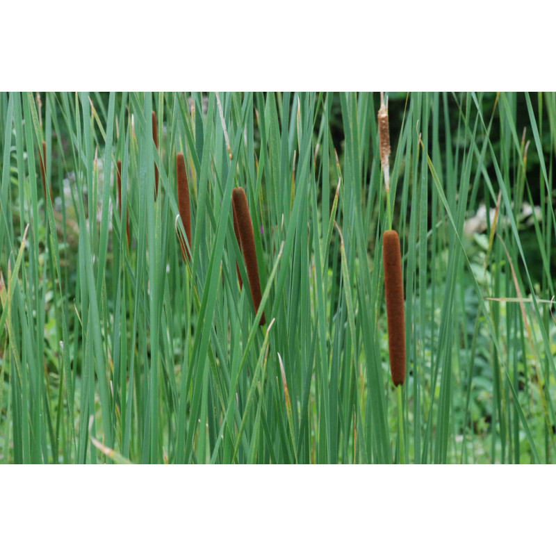 TYPHA latifolia
