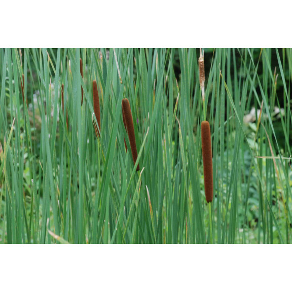 TYPHA latifolia