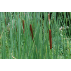 TYPHA latifolia