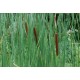 TYPHA latifolia