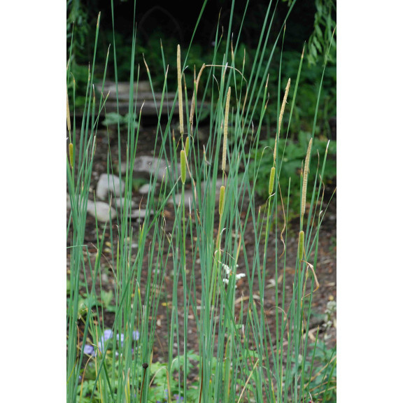 TYPHA laxmannii
