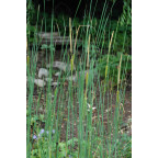 TYPHA laxmannii TYPHA laxmannii