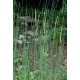 TYPHA laxmannii