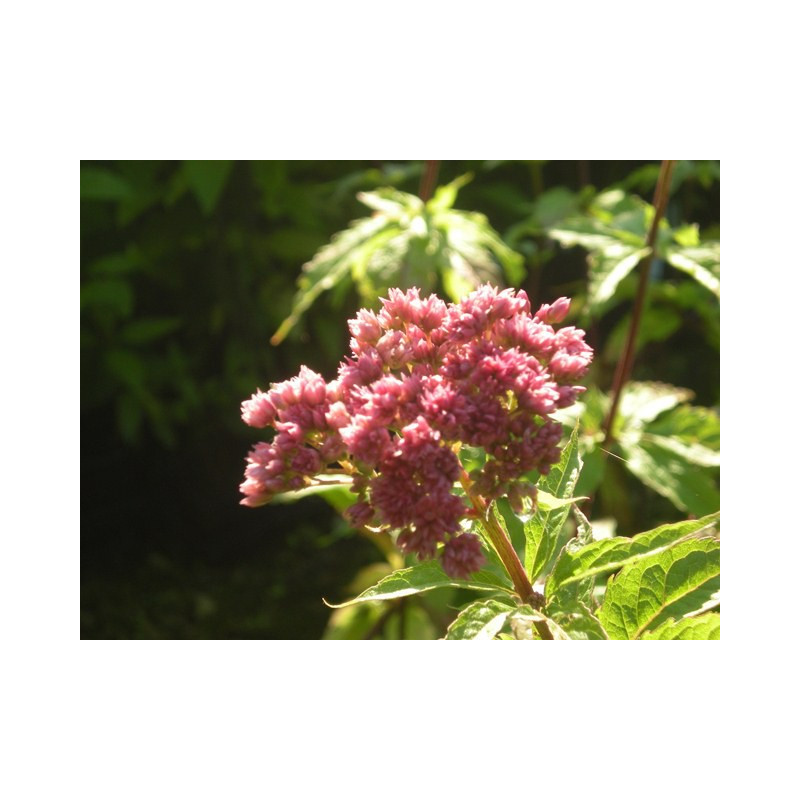 EUPATORIUM cannabinum 'Flore Pleno'