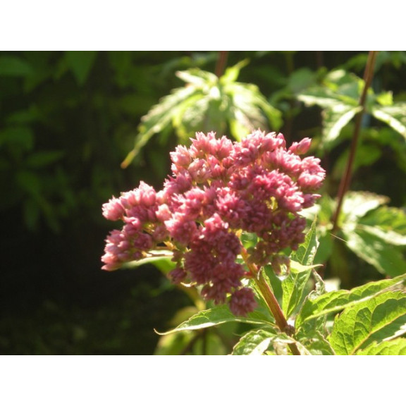 EUPATORIUM cannabinum 'Flore Pleno'