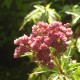 EUPATORIUM cannabinum 'Flore Pleno'