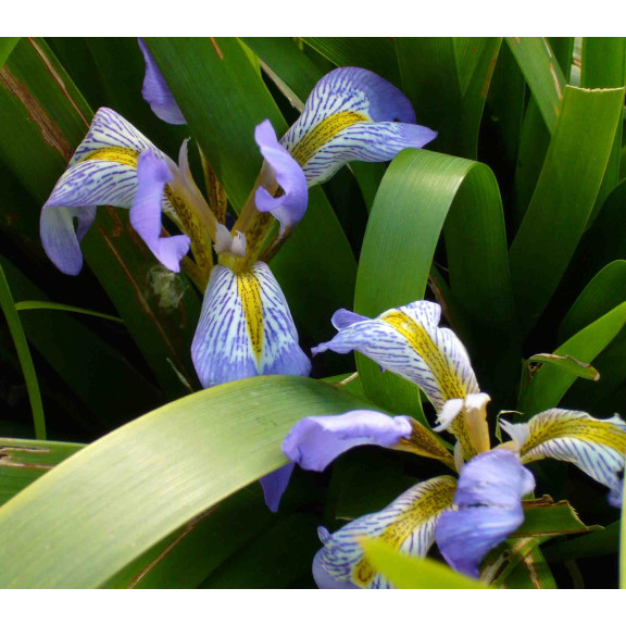 IRIS lazica