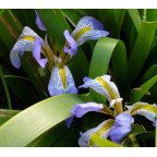 IRIS lazica