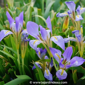 IRIS lazica