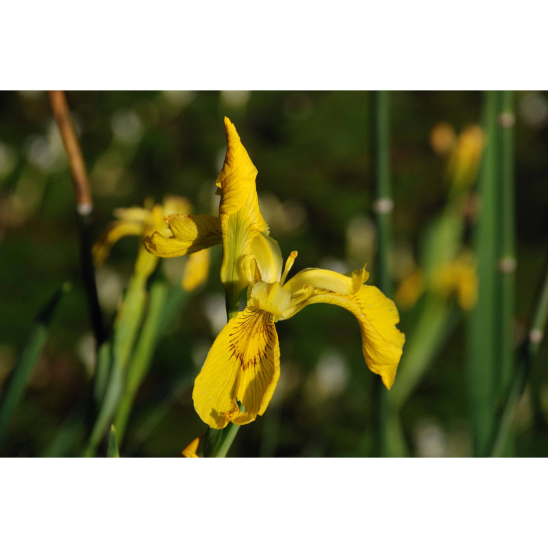 IRIS pseudacorus