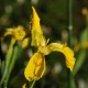 IRIS pseudacorus