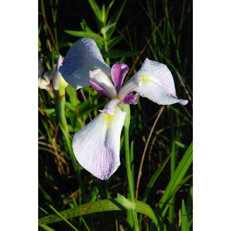 IRIS ensata