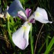 IRIS ensata