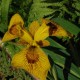 IRIS pseudacorus 'Roy Davidson'