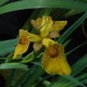 IRIS pseudacorus 'Roy Davidson'