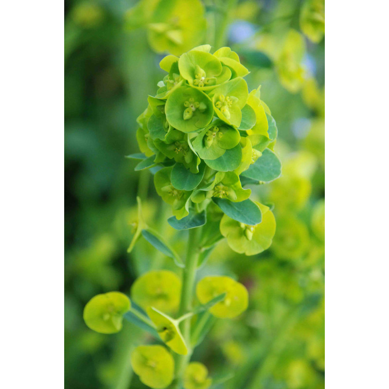 EUPHORBIA amygdalo&iuml;des var. robbiae
