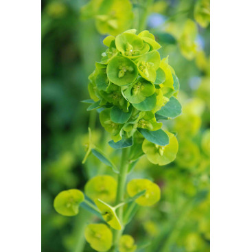 EUPHORBIA amygdalo&iuml;des var. robbiae