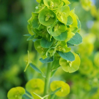 EUPHORBIA amygdaloïdes var. robbiae