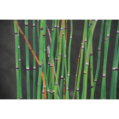 EQUISETUM hyemale