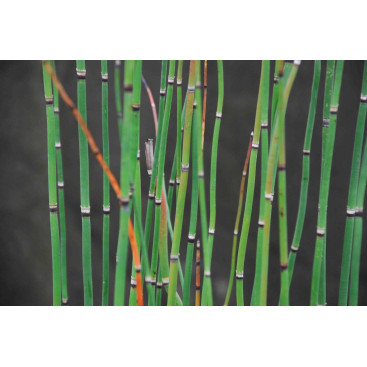 EQUISETUM hyemale