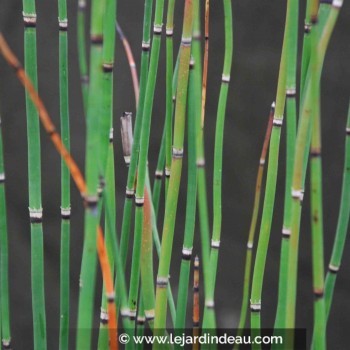 EQUISETUM hyemale