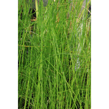 EQUISETUM fluviatile