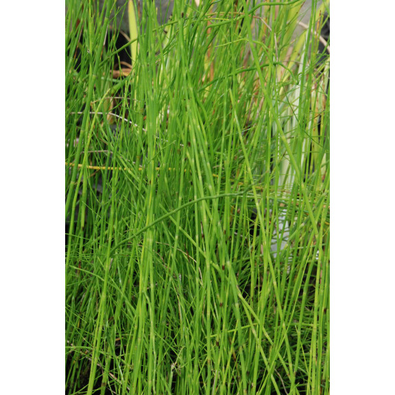 EQUISETUM fluviatile