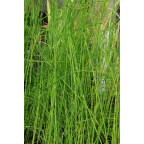 EQUISETUM fluviatile